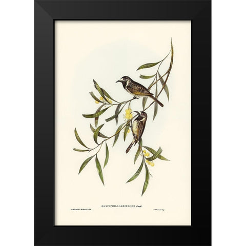 White-fronted Honey-eater-Glyciphila albifrons Black Modern Wood Framed Art Print by Gould, John