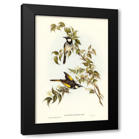 White-cheeked Honey-eater-Meliphaga sericea Black Modern Wood Framed Art Print with Double Matting by Gould, John
