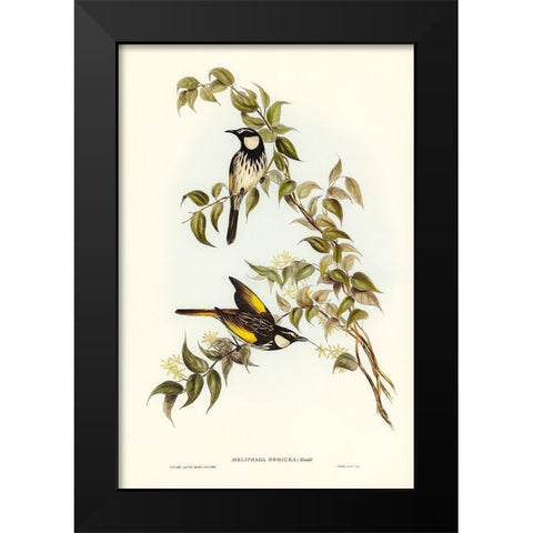 White-cheeked Honey-eater-Meliphaga sericea Black Modern Wood Framed Art Print by Gould, John