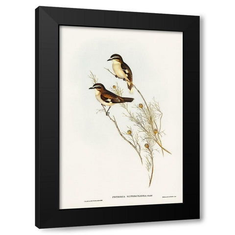 White-eyebrowed Robin-Petroica superciliosa Black Modern Wood Framed Art Print by Gould, John