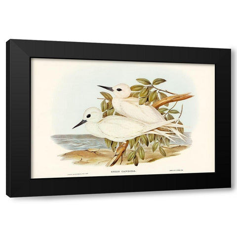 White Tern-Gygis candida Black Modern Wood Framed Art Print with Double Matting by Gould, John