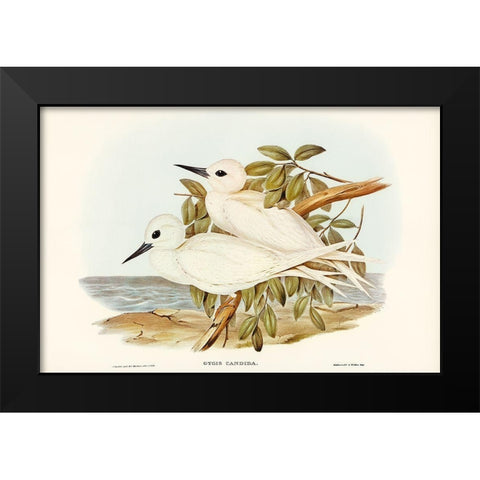 White Tern-Gygis candida Black Modern Wood Framed Art Print by Gould, John