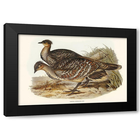 Ocellated Leipoa-Leipoa ocellata Black Modern Wood Framed Art Print by Gould, John