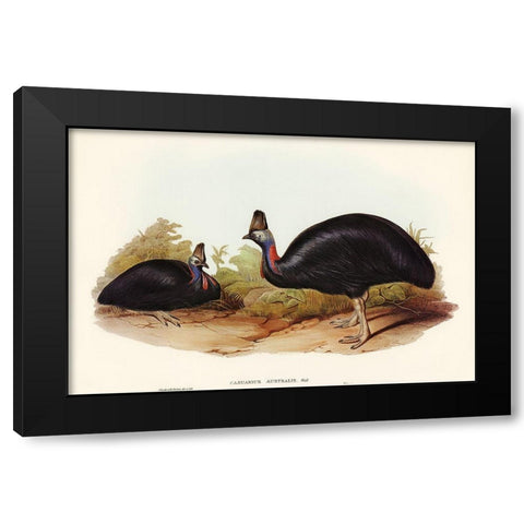 Australian Cassowary-Casuarius australis Black Modern Wood Framed Art Print by Gould, John