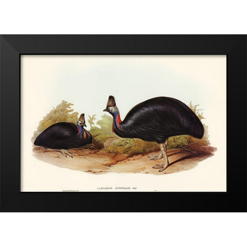 Australian Cassowary-Casuarius australis Black Modern Wood Framed Art Print by Gould, John