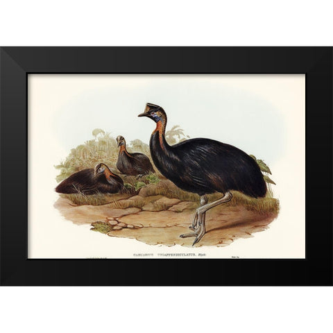 One-carunculated Cassowary-Casuarius uniappendiculatus Black Modern Wood Framed Art Print by Gould, John