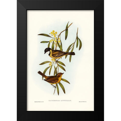 Guttural Pachycephala-Pachycephala gutturalis Black Modern Wood Framed Art Print by Gould, John