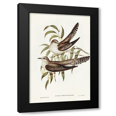 Unadorned Cuckoo-Cuculus inornatus Black Modern Wood Framed Art Print with Double Matting by Gould, John