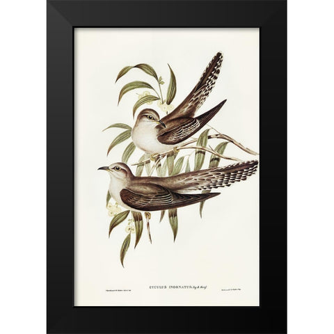 Unadorned Cuckoo-Cuculus inornatus Black Modern Wood Framed Art Print by Gould, John