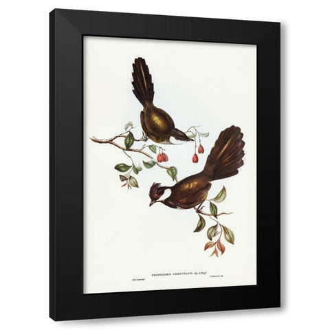 Coach-whip Bird-Psophodes crepitans Black Modern Wood Framed Art Print with Double Matting by Gould, John