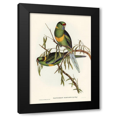 Black-tailed Parakeet-Polytelis melanura Black Modern Wood Framed Art Print with Double Matting by Gould, John