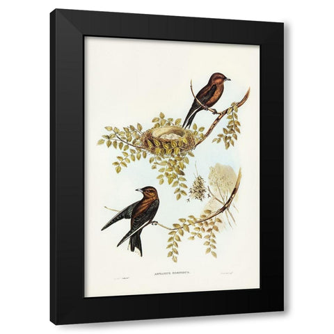 Wood Swallow-Artamus sordid Black Modern Wood Framed Art Print by Gould, John