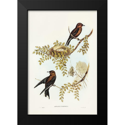 Wood Swallow-Artamus sordid Black Modern Wood Framed Art Print by Gould, John