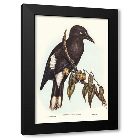 Hill Crow-Shrike-Strepera argot Black Modern Wood Framed Art Print by Gould, John