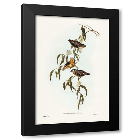 Spotted Pardalote-Pardalotus punctatus Black Modern Wood Framed Art Print by Gould, John