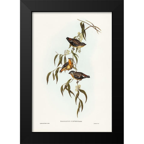 Spotted Pardalote-Pardalotus punctatus Black Modern Wood Framed Art Print by Gould, John