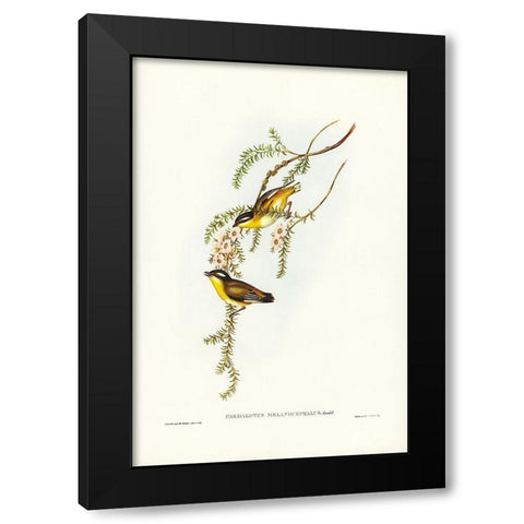 Black-headed Pardalote-Pardalotus melanocephalus Black Modern Wood Framed Art Print by Gould, John