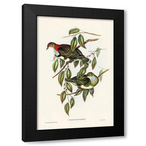 Superb Fruit Pigeon-Ptilinopus superbus Black Modern Wood Framed Art Print with Double Matting by Gould, John