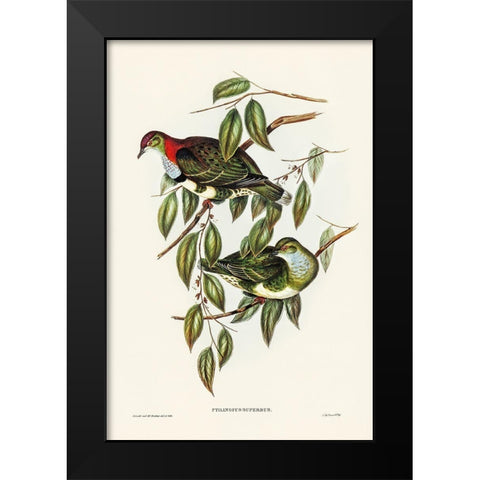 Superb Fruit Pigeon-Ptilinopus superbus Black Modern Wood Framed Art Print by Gould, John