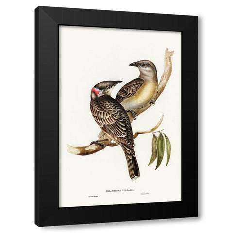 Great Bower Bird-Chlamydera nuchalis Black Modern Wood Framed Art Print with Double Matting by Gould, John
