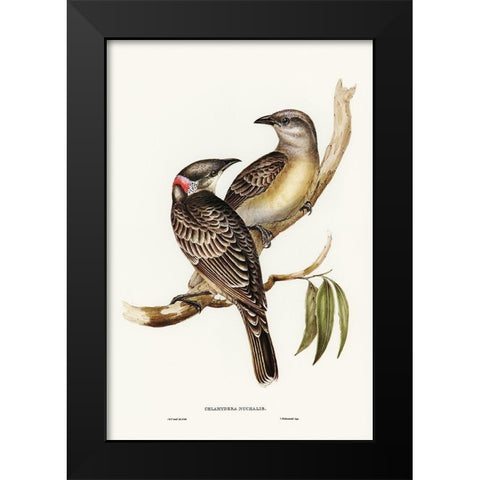 Great Bower Bird-Chlamydera nuchalis Black Modern Wood Framed Art Print by Gould, John