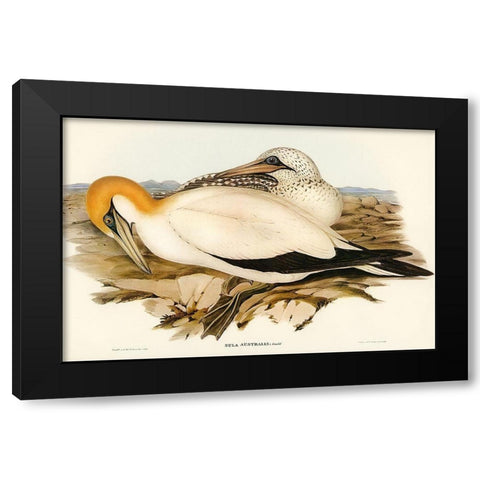 Australian Gannet-Sula Australis Black Modern Wood Framed Art Print by Gould, John