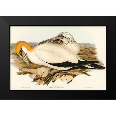 Australian Gannet-Sula Australis Black Modern Wood Framed Art Print by Gould, John