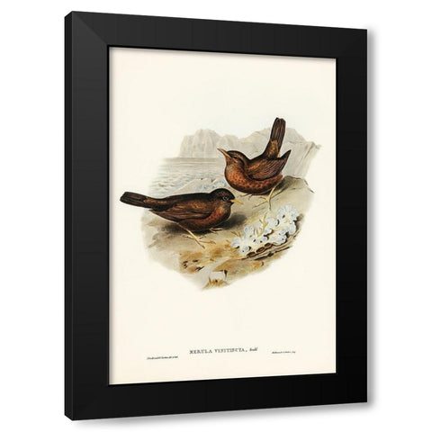 Vinous-tinted Blackbird-Merula vinitincta Black Modern Wood Framed Art Print by Gould, John