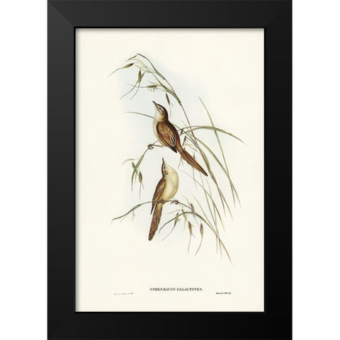 Tawny Sphenoeacus-Phenoeacus galactotes Black Modern Wood Framed Art Print by Gould, John