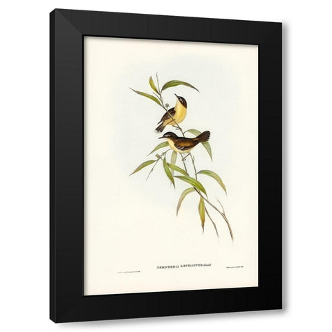 Buff-breasted scrubwren-Sericornis laevigaster Black Modern Wood Framed Art Print by Gould, John