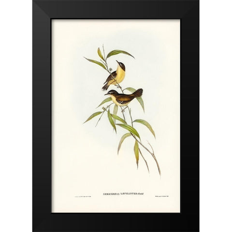 Buff-breasted scrubwren-Sericornis laevigaster Black Modern Wood Framed Art Print by Gould, John