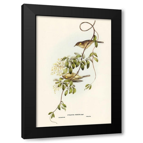 Fuscous Honey-eater-Ptilotis fusca Black Modern Wood Framed Art Print with Double Matting by Gould, John