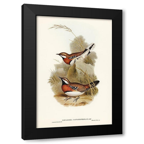 Chestnut-breasted Ground-Thrush-Cinclosoma castaneothorax Black Modern Wood Framed Art Print by Gould, John