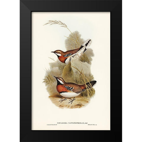 Chestnut-breasted Ground-Thrush-Cinclosoma castaneothorax Black Modern Wood Framed Art Print by Gould, John