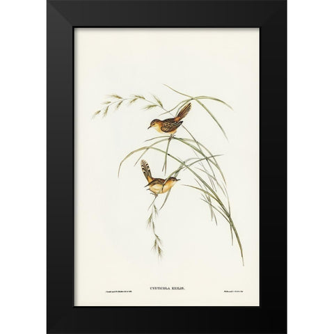 Exile Warbler-Cysticola exilis Black Modern Wood Framed Art Print by Gould, John