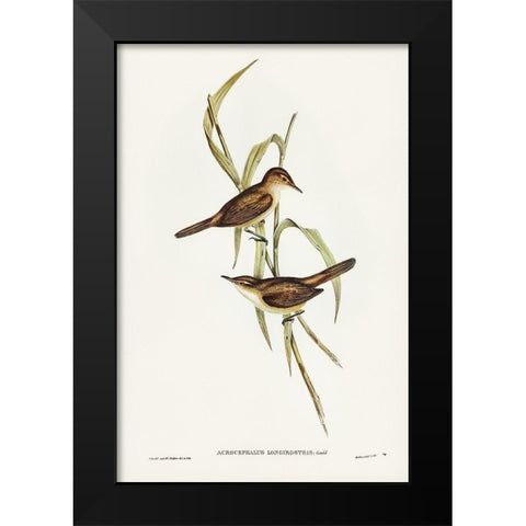 Long-billed Reed Warbler-Acrocephalus longirostris Black Modern Wood Framed Art Print by Gould, John