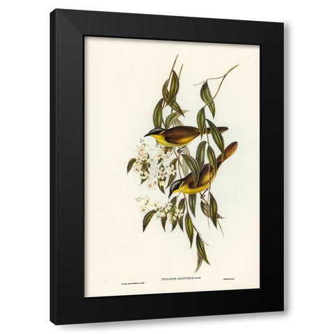 Wattle-cheeked Honey-eater-Ptilotis cratitius Black Modern Wood Framed Art Print by Gould, John