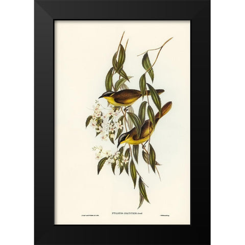 Wattle-cheeked Honey-eater-Ptilotis cratitius Black Modern Wood Framed Art Print by Gould, John