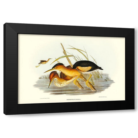 Minute Bittern-Ardetta pusilla Black Modern Wood Framed Art Print with Double Matting by Gould, John