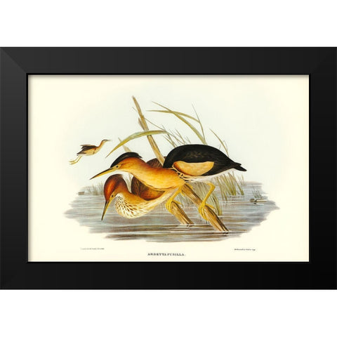 Minute Bittern-Ardetta pusilla Black Modern Wood Framed Art Print by Gould, John