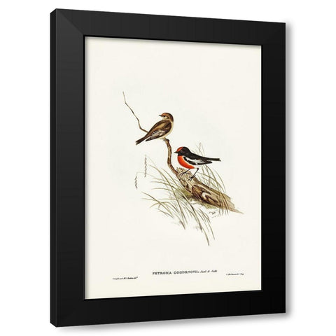 Red-capped Robin-Petroica Goodenovii Black Modern Wood Framed Art Print by Gould, John