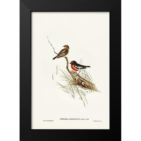 Red-capped Robin-Petroica Goodenovii Black Modern Wood Framed Art Print by Gould, John