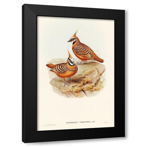 Rust-coloured Bronzewing-Lophophaps ferruginea Black Modern Wood Framed Art Print by Gould, John