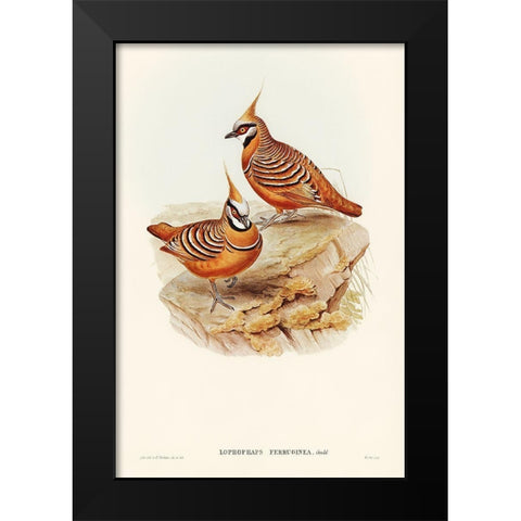 Rust-coloured Bronzewing-Lophophaps ferruginea Black Modern Wood Framed Art Print by Gould, John