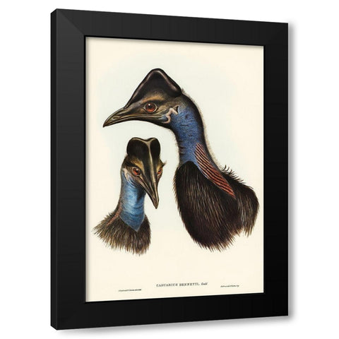 Bennetts Cassowary-Casuarius Bennetti Black Modern Wood Framed Art Print by Gould, John