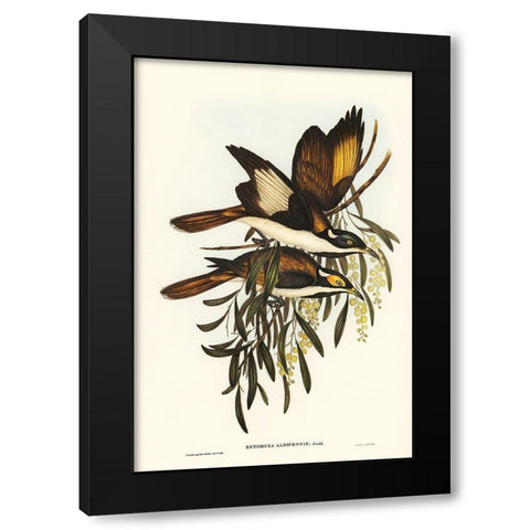 White-pinioned Honey-eater-Entomyza albipennis Black Modern Wood Framed Art Print with Double Matting by Gould, John