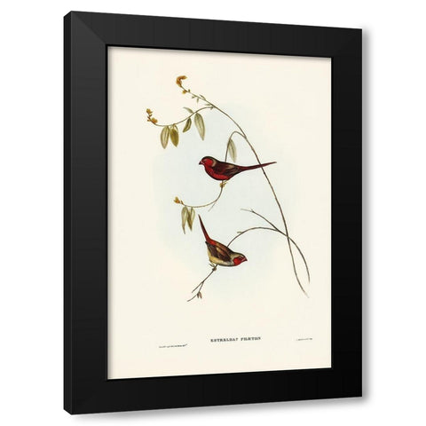 Crimson Finch-Estrelda Phaeton Black Modern Wood Framed Art Print with Double Matting by Gould, John