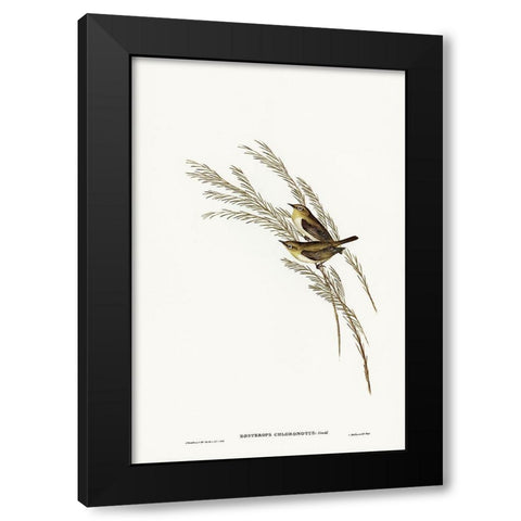 Green-backed Zosterops-Zosterops chloronotus Black Modern Wood Framed Art Print by Gould, John