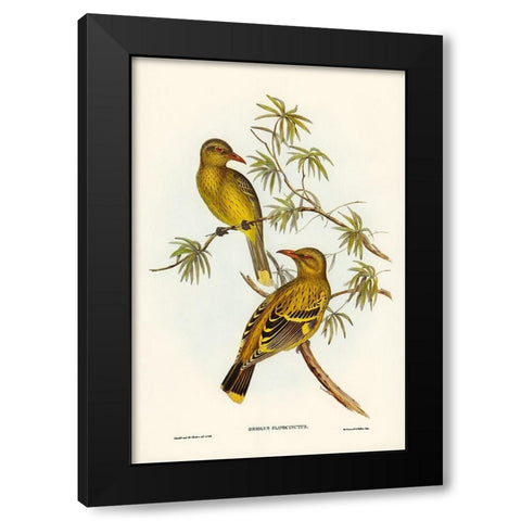Crescent-marked Oriole Black Modern Wood Framed Art Print with Double Matting by Gould, John
