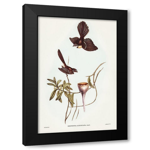White-shafted Fantail-Rhipidura albiscapa Black Modern Wood Framed Art Print with Double Matting by Gould, John